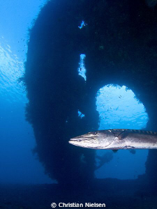 Giant barracuda with the Liberty wreck (Tulamben) as a ba... by Christian Nielsen 